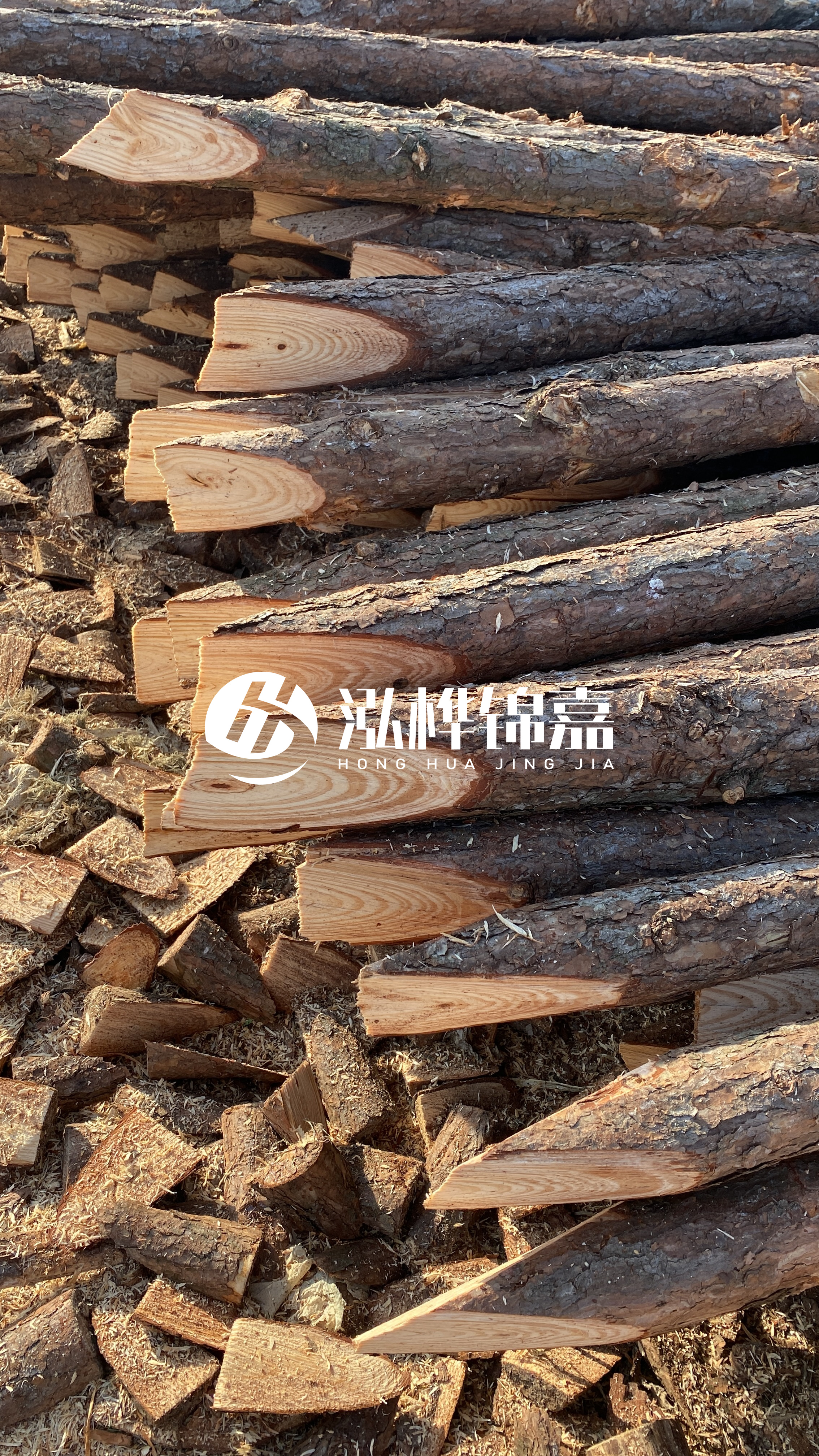 松木樁怎么分辨好壞？學(xué)會(huì)這幾招，輕松分辨松木樁好壞不踩雷！